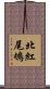 北紅尾鴝 Scroll