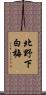 北野下白梅 Scroll