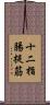 十二指腸提筋 Scroll