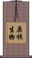 原核生物 Scroll