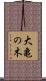 大亀の木 Scroll