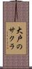 大戸のサクラ Scroll