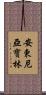 Antonia Pauline Scroll