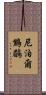 尼泊爾鷦鶥 Scroll
