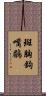 斑胸鉤嘴鶥 Scroll