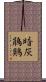 暗灰鵑鶪 Scroll