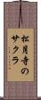 松月寺のサクラ Scroll