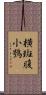 橫斑腹小鴞 Scroll