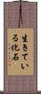 生きている化石 Scroll