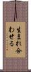 生まれ合わせる Scroll