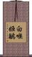 白喉姬鶲 Scroll