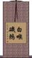 白喉磯鶇 Scroll