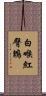 白喉紅臀鵯 Scroll