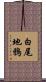 白尾地鴉 Scroll