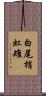 白尾梢虹雉 Scroll