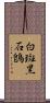 白斑黑石鵖 Scroll