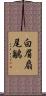 白眉扇尾鶲 Scroll