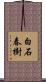 白石春樹 Scroll