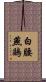 白腰燕鷗 Scroll