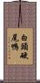 白頭硬尾鴨 Scroll