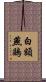 白額燕鷗 Scroll