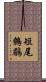 短尾鷯鶥 Scroll