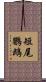 短尾鸚鵡 Scroll