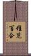 稚児百合 Scroll
