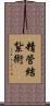 精管結紮術 Scroll