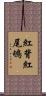 紅背紅尾鴝 Scroll