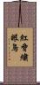 紅脅繡眼鳥 Scroll