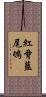 紅脅藍尾鴝 Scroll