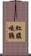 紅腹咬鵑 Scroll