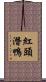 紅頭潛鴨 Scroll