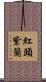 紅頭紫蘭 Scroll
