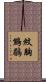 紋胸鷦鶥 Scroll