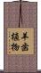 羊歯植物 Scroll