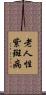 老人性紫斑病 Scroll
