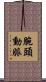 腕頭動脈 Scroll