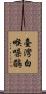 臺灣白喉噪鶥 Scroll