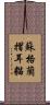 蘇格蘭摺耳貓 Scroll