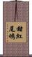 赭紅尾鴝 Scroll
