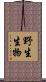 野生生物 Scroll
