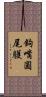 鉤嘴圓尾鸌 Scroll