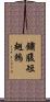 鏽腹短翅鶇 Scroll