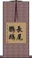 長尾鸚鵡 Scroll