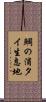 鯛の浦タイ生息地 Scroll