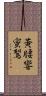 黃腰響蜜鴷 Scroll