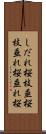 しだれ桜 Scroll