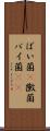 ばい菌(P) Scroll